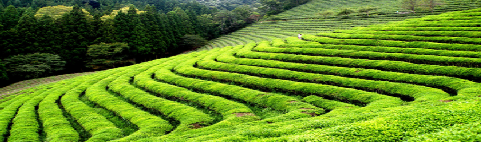 Peria Tea