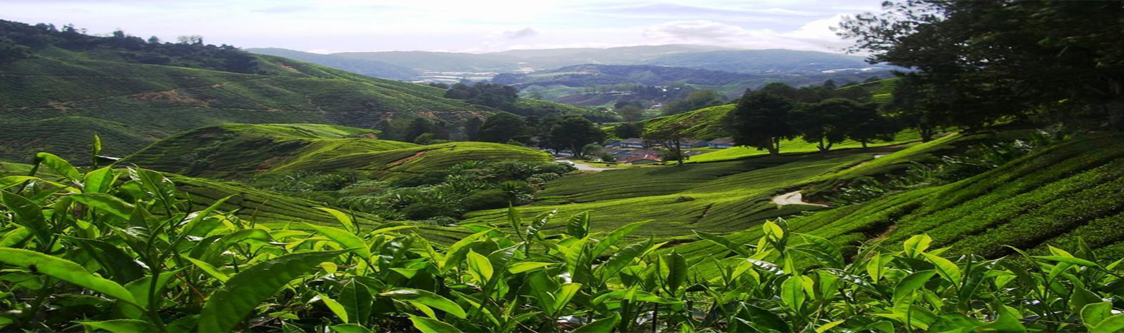Peria Tea
