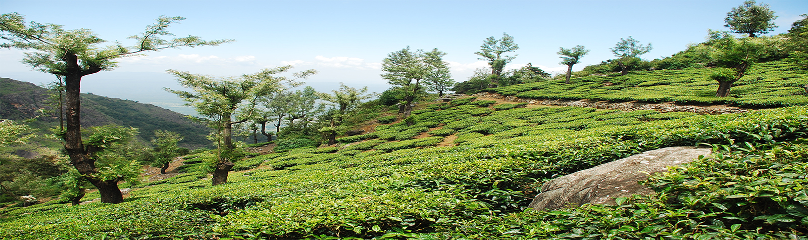 Peria Tea