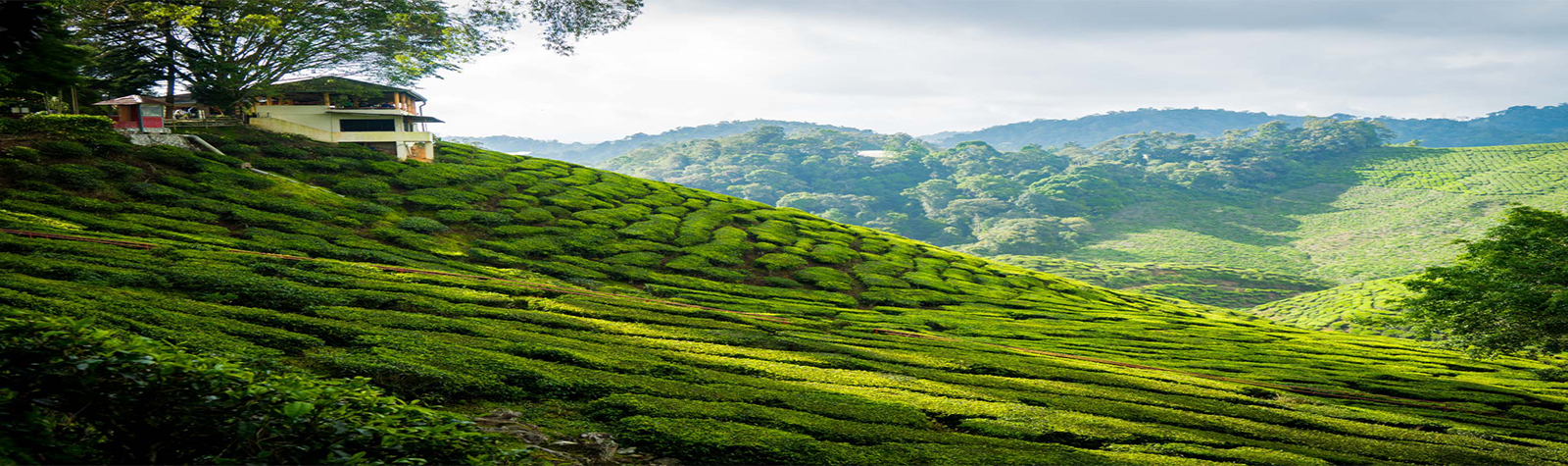 Peria Tea