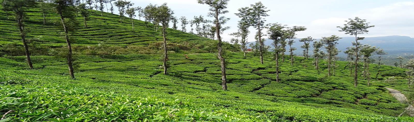 Peria Tea